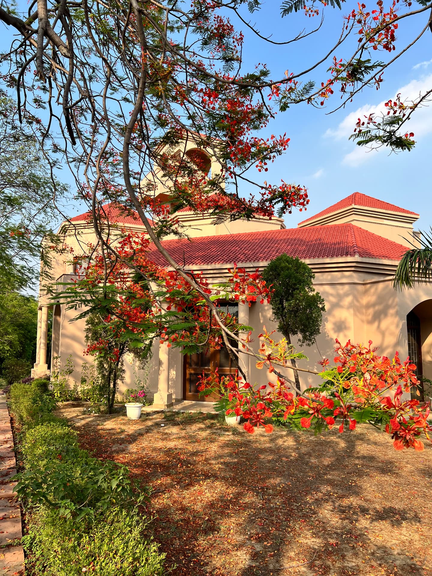 The farmhouse seen through blooming gulmohar branches